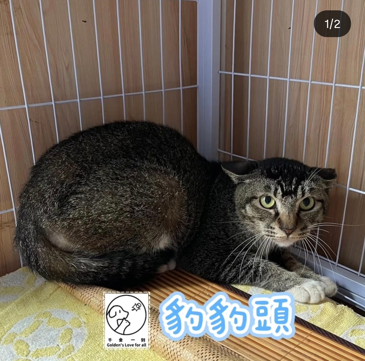 豹豹頭